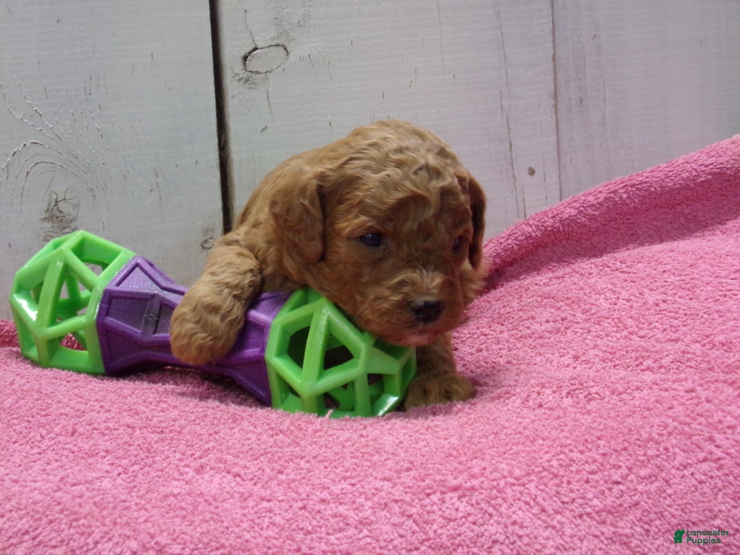 Standard Poodle dogs for sale: Elsa - Ad 1