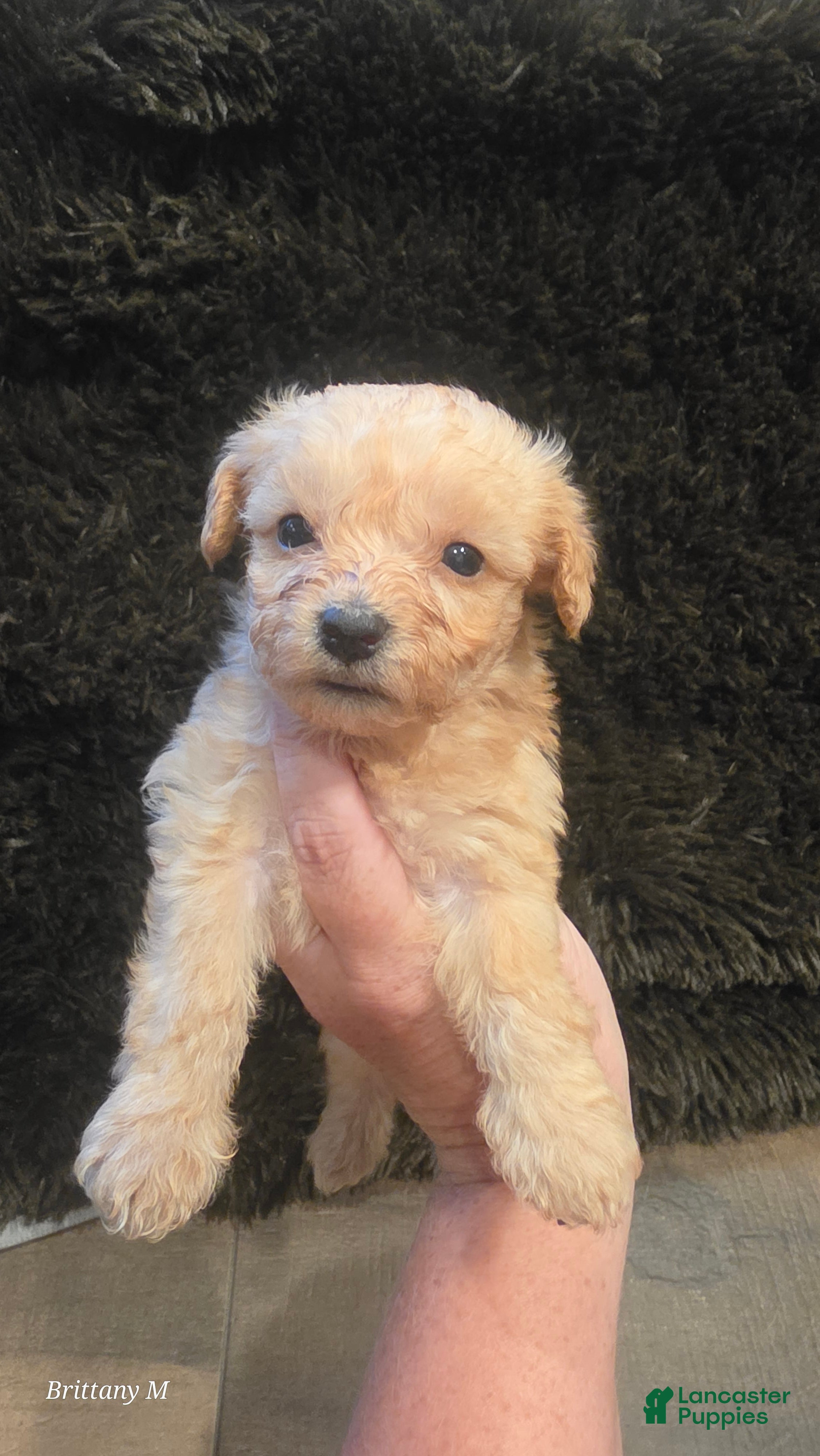 Yorkiepoo dogs Yorkiepoo 5 - Ad 4