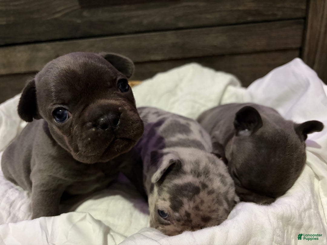 French Bulldog dogs for sale: French Bulldog Puppy 1 - Ad 10