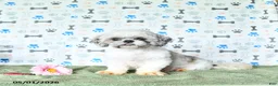 Shihpoo dogs for sale: Patrick - Ad 6