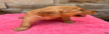 Golden Retriever 3