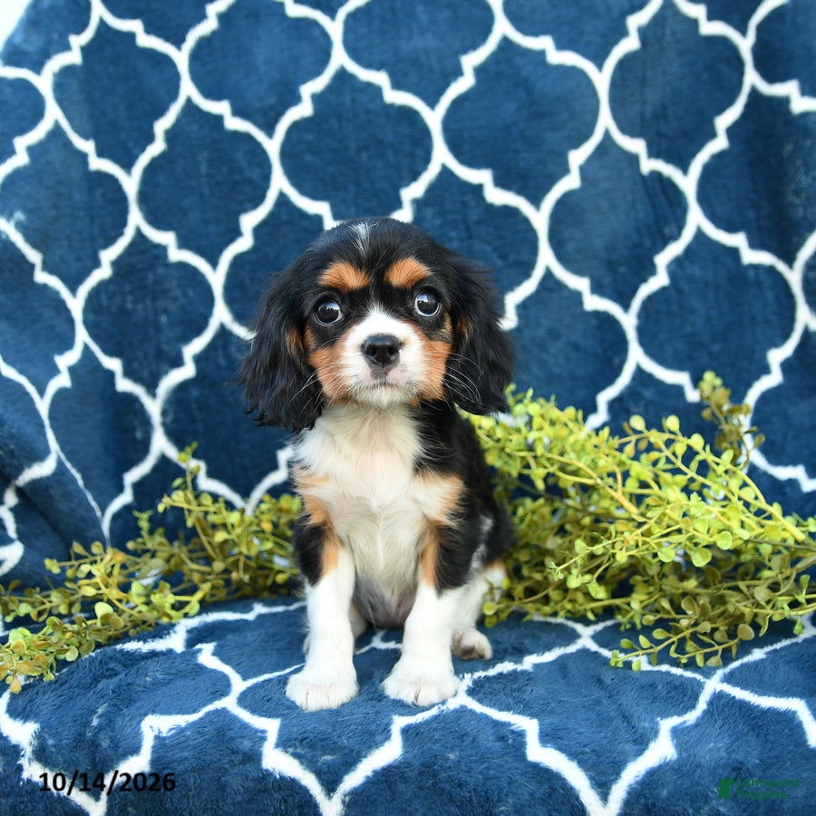 Cavalier King Charles Spaniel dogs Cookies and Cream - Ad 1