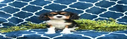 Cavalier King Charles Spaniel dogs for sale: Cookies and Cream - Ad 1