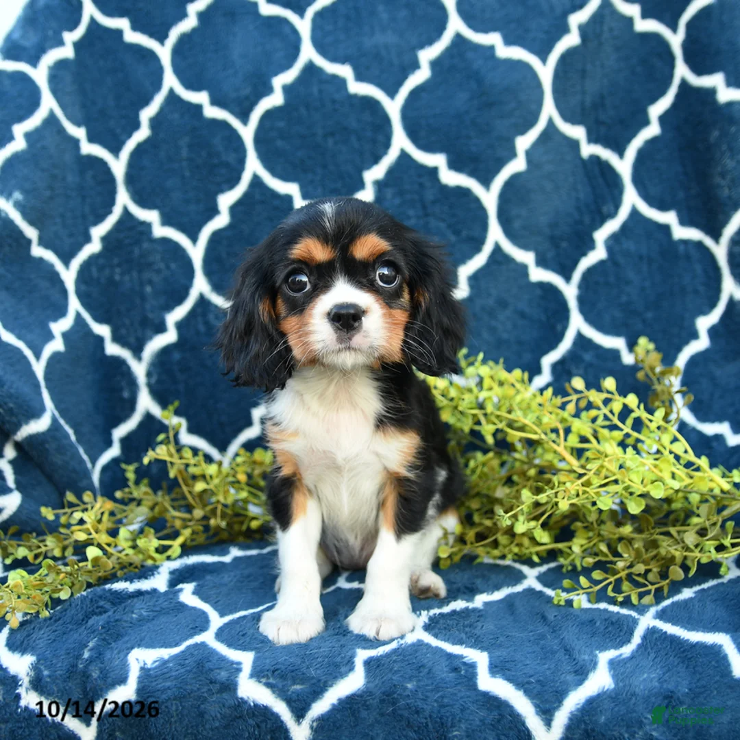 Cavalier King Charles Spaniel dogs for sale: Cookies and Cream - Ad 1