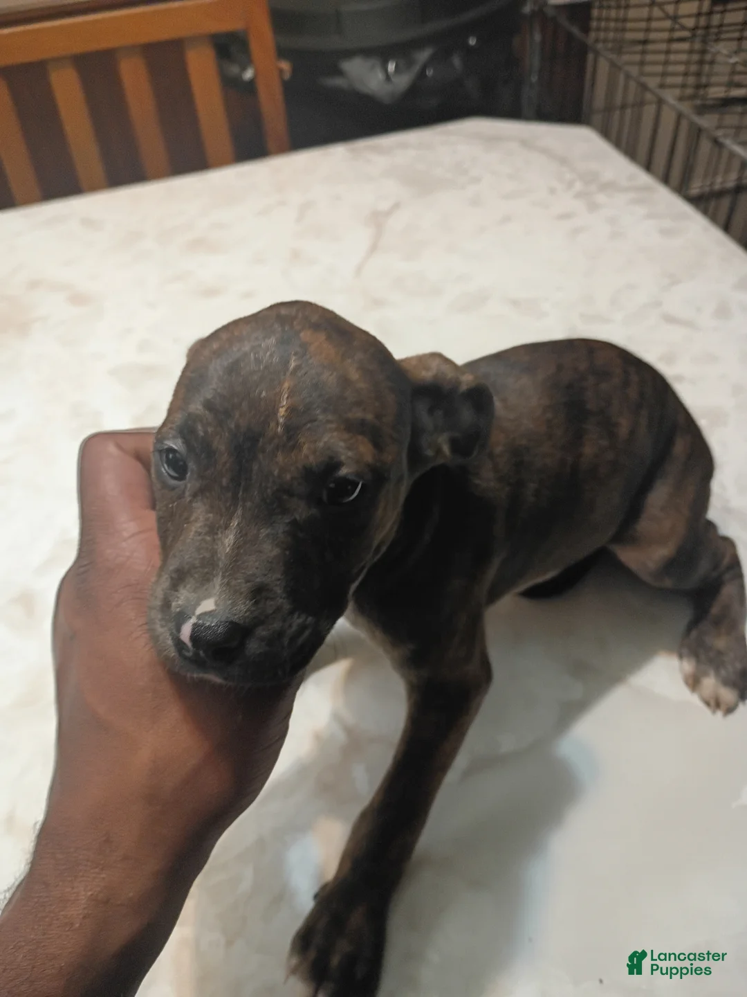 American Pit Bull Terrier dogs for sale: American Pit Bull Terrier 4 - Ad 1