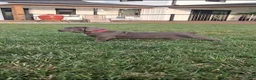 Cane Corso dogs for sale: Calla - Ad 2