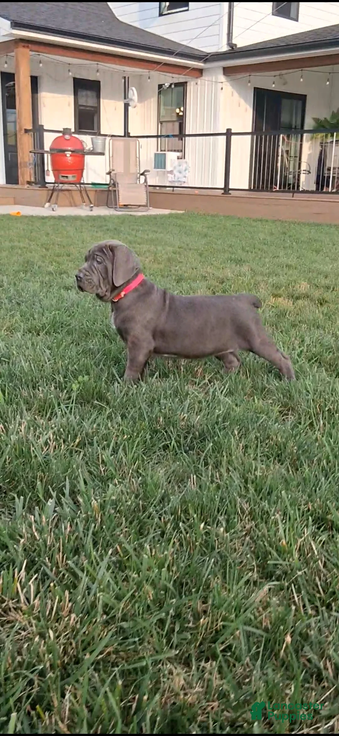 Cane Corso dogs for sale: Calla - Ad 2