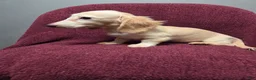 Miniature Dachshund dogs for sale: Sophie - Ad 3