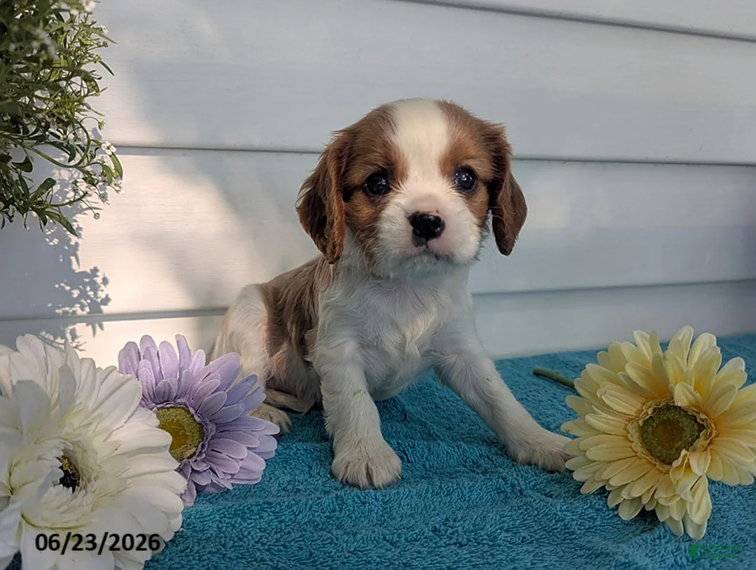 Cavalier King Charles Spaniel dogs for sale: Julien - Ad 1