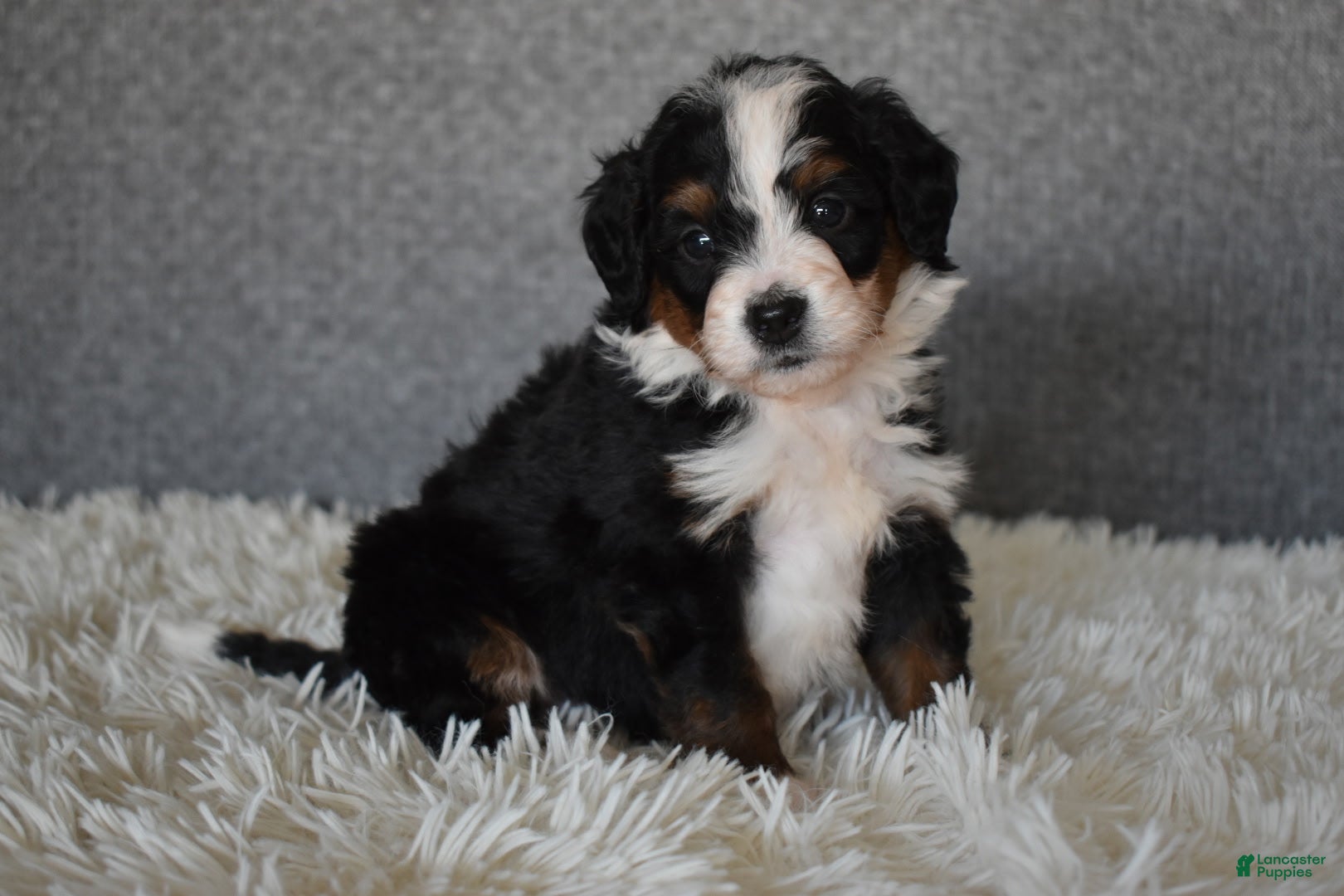Mini Bernedoodle dogs Marley  - Ad 39