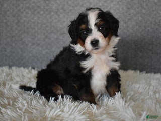Mini Bernedoodle dogs Marley - Ad 42