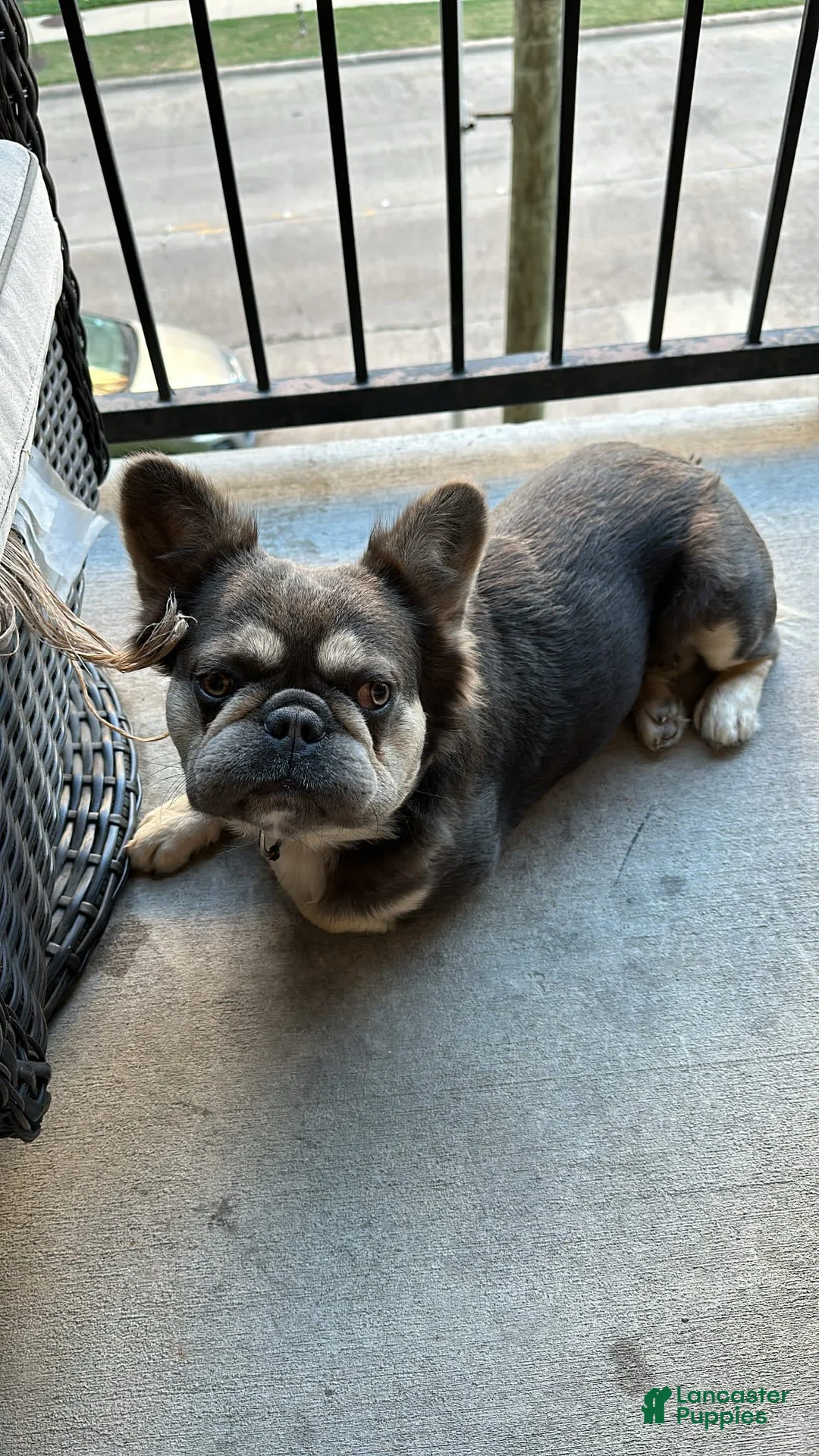 Gallery Image {{count}}