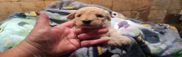 Goldendoodle dogs for sale: Stella Goldendoodle Puppy 7 - Ad 2