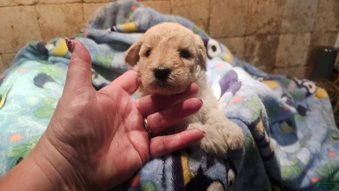 Goldendoodle dogs for sale: Stella Goldendoodle Puppy 7 - Ad 2