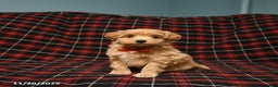 Maltipoo dogs for sale: Charlie - Ad 3