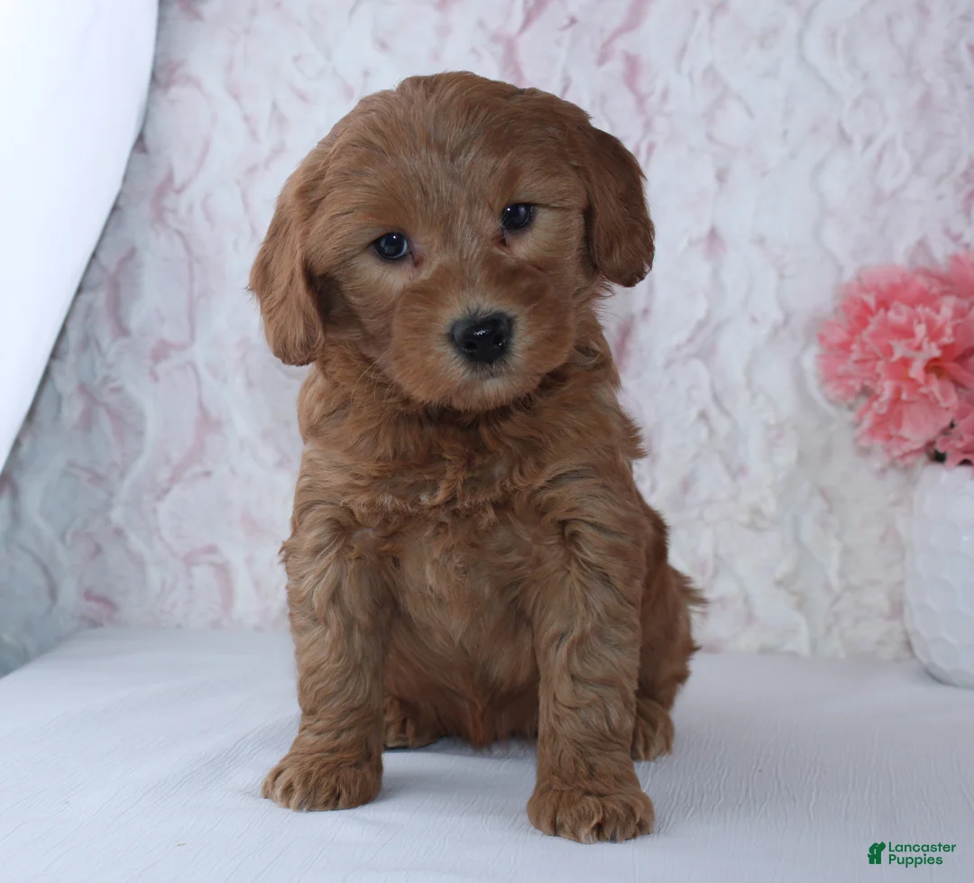 Mini Goldendoodle dogs for sale: Christa - Ad 4