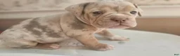 Olde English Bulldogge dogs for sale: Olde English Bulldogge 1 - Ad 10
