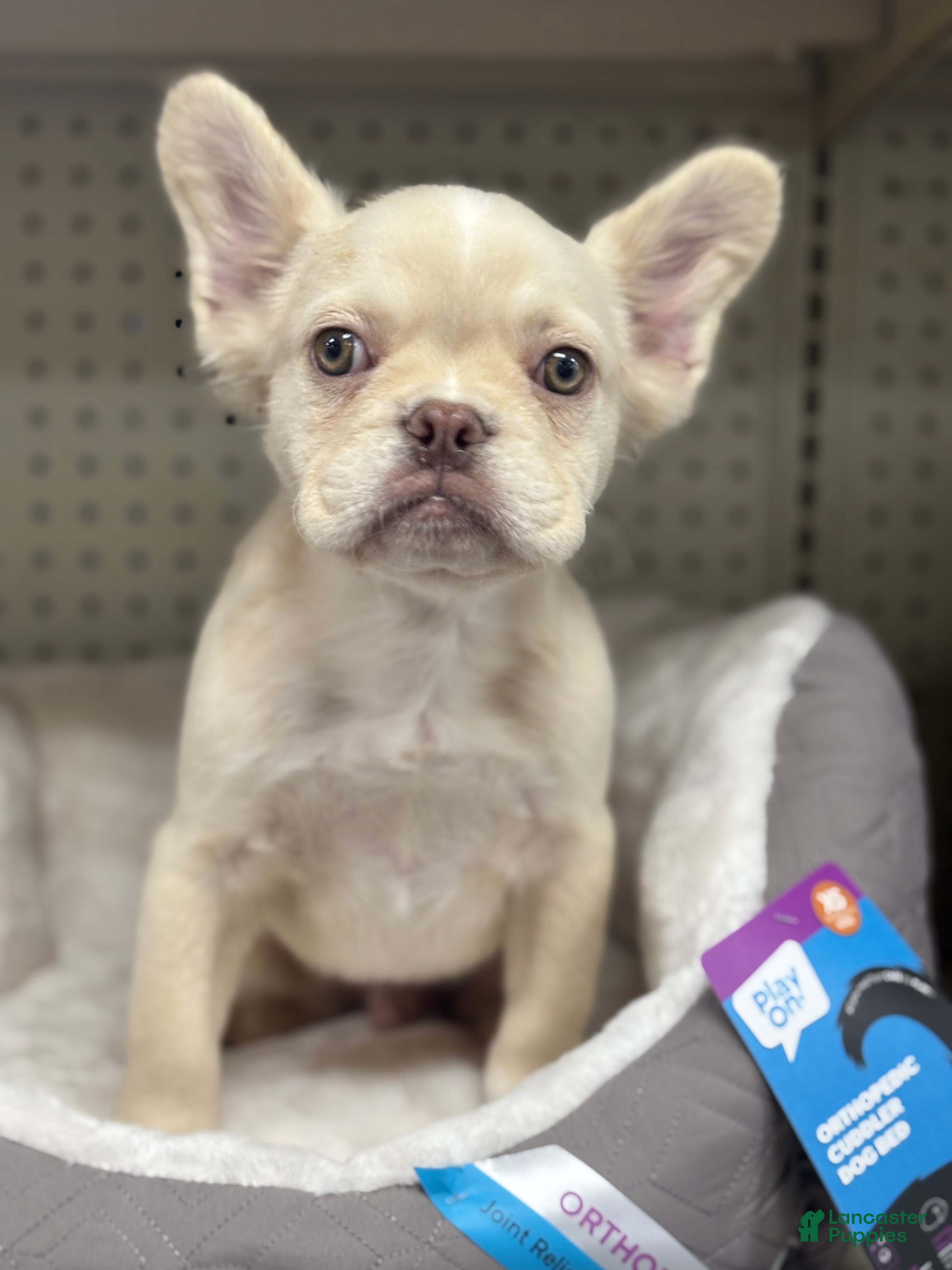 French Bulldog dogs for sale: Pinky  - Ad 1