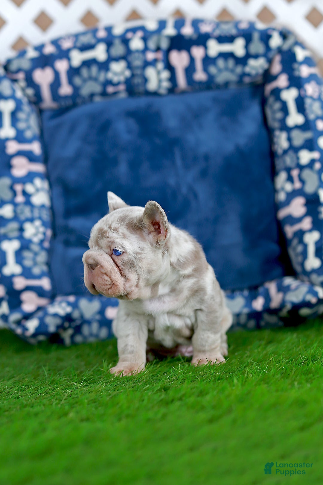 French Bulldog dogs for sale: Martin  - Ad 5