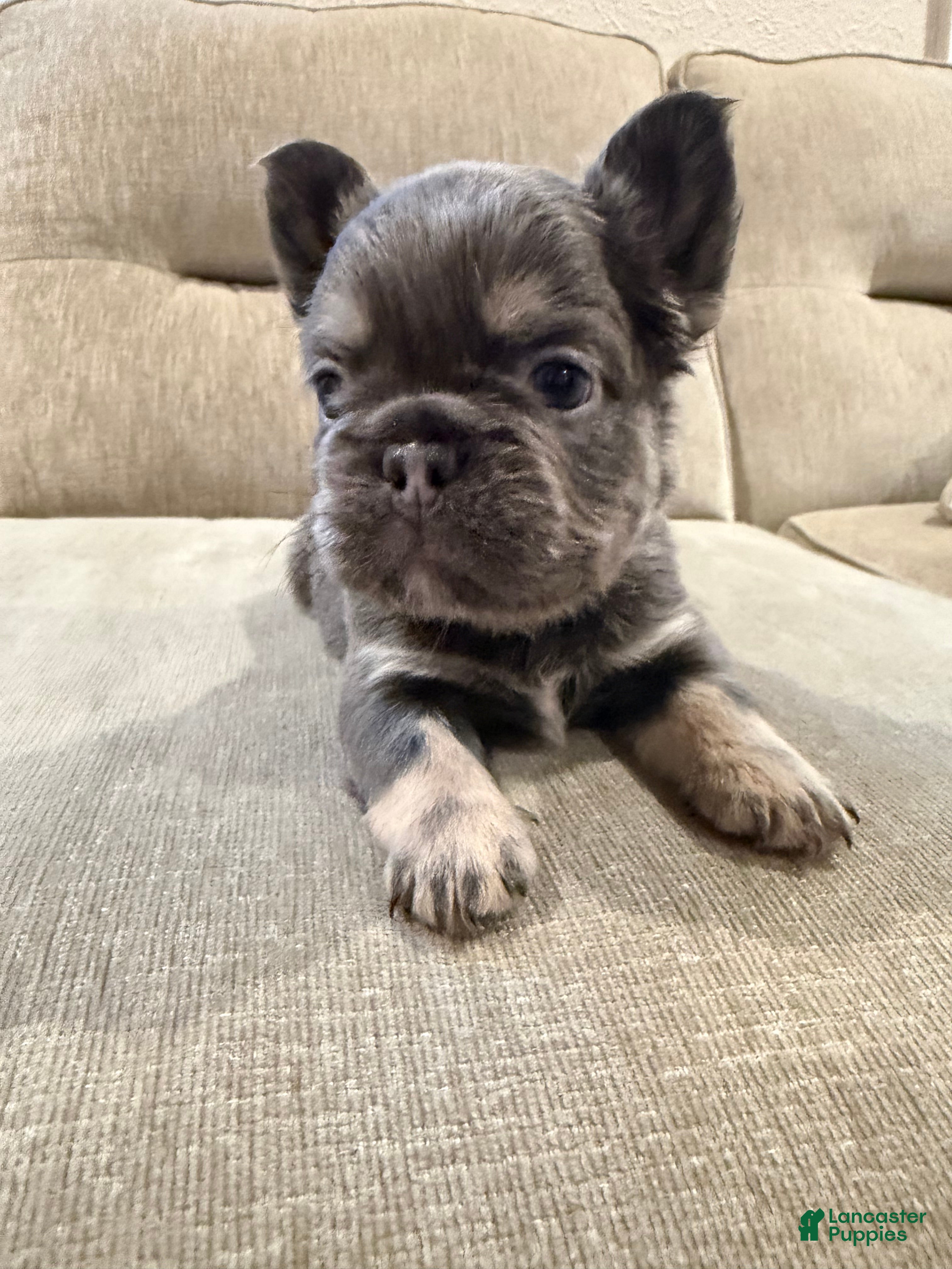 French Bulldog dogs French Bulldog 2 - Ad 2