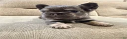 French Bulldog dogs for sale: French Bulldog 2 - Ad 2