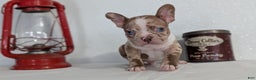 Frenchton dogs for sale: Logan - Ad 2