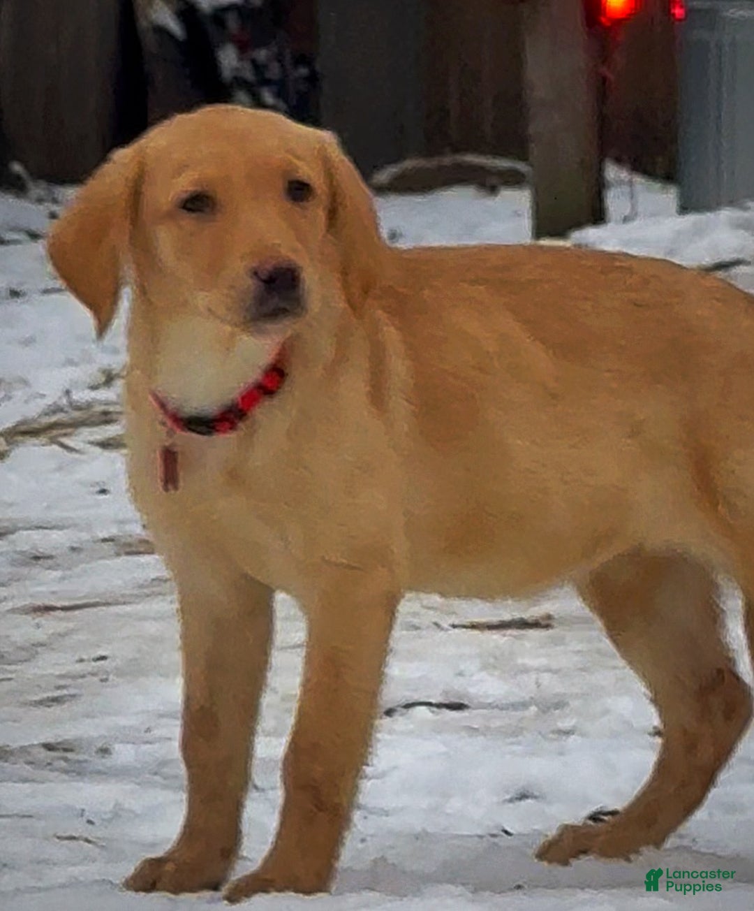Labrador Retriever dogs for sale: Labrador Retriever Puppy 1 - Ad 14