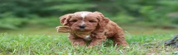 Cavapoo dogs for sale: Wesley - Ad 5