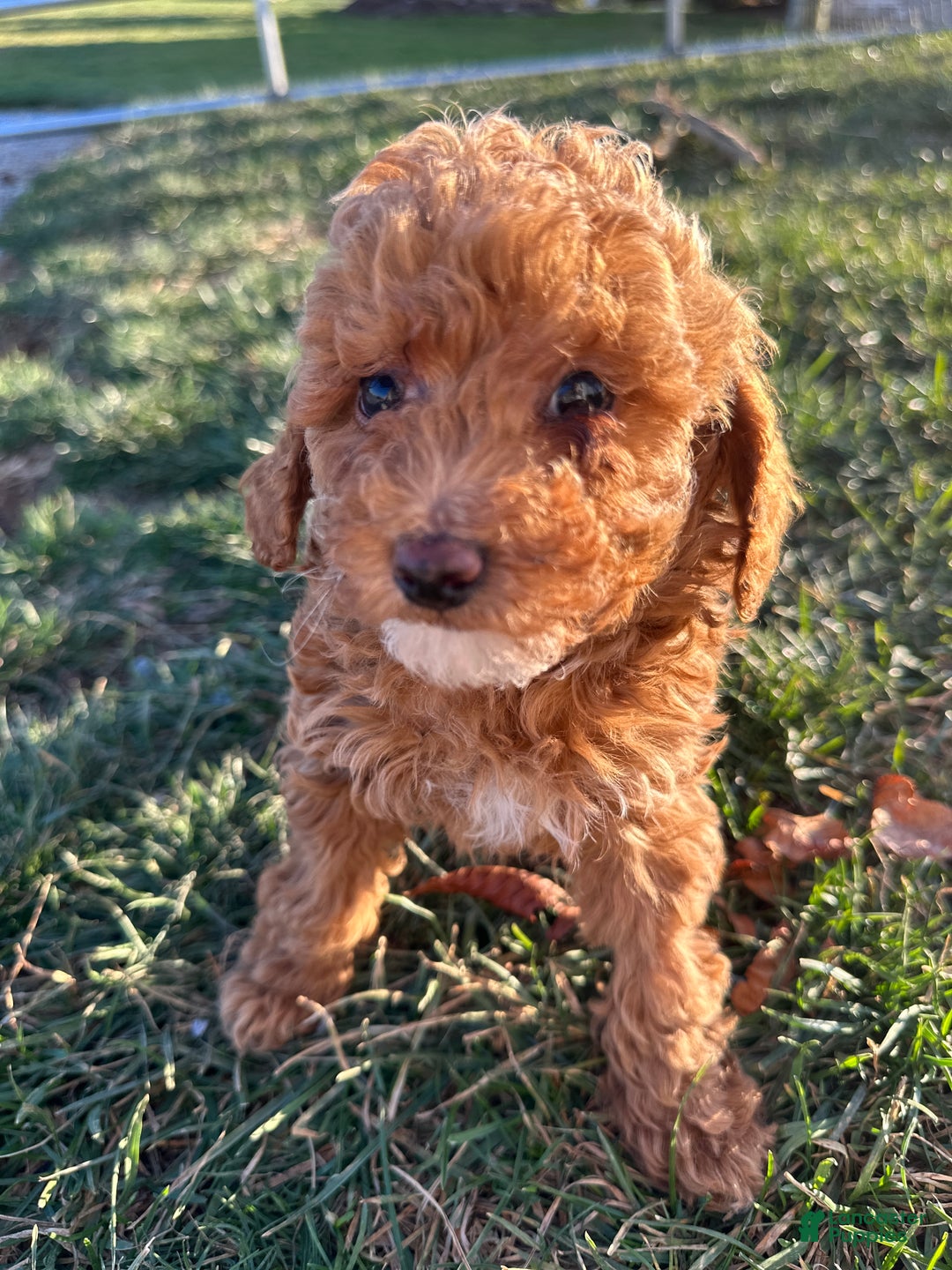 Toy Poodle dogs for sale: Blake - Ad 1