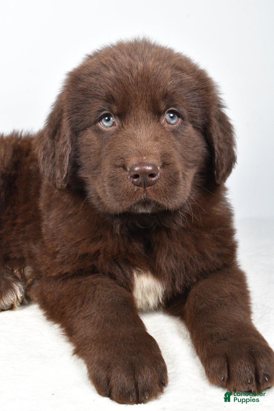Newfoundland dogs for sale: Patrick - Ad 3