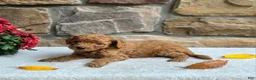 Cavapoo dogs for sale: Betsy - Ad 2
