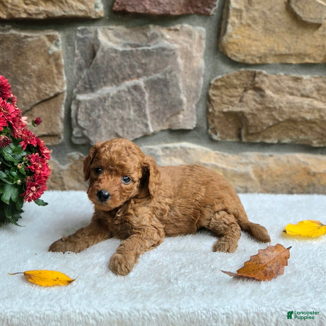 Cavapoo dogs for sale: Betsy - Ad 2