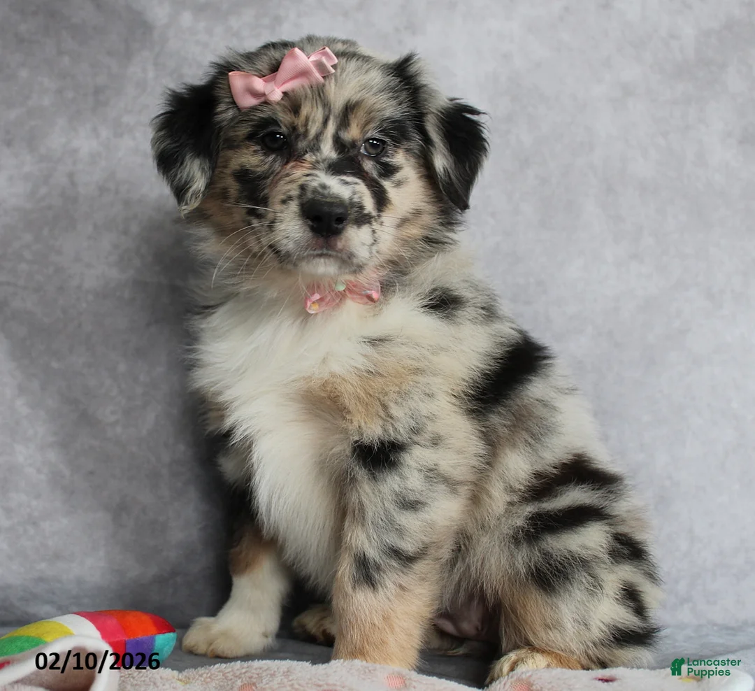 Australian Shepherd dogs for sale: Daisy - Ad 2