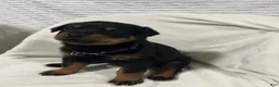 Rottweiler dogs for sale: lady - Ad 6