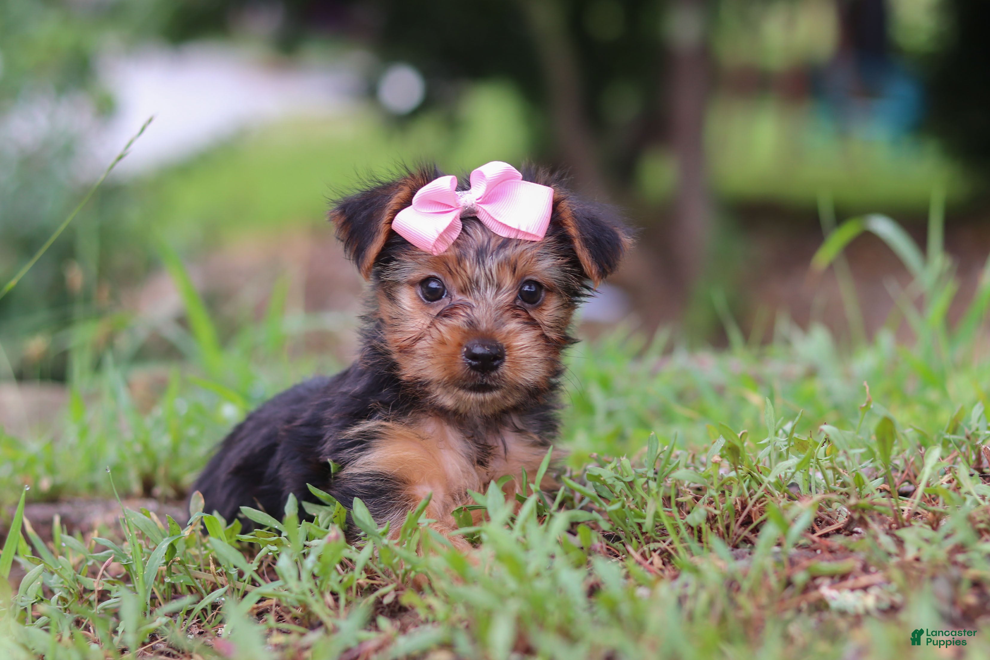 Yorkshire Terrier dogs Lola - Ad 1