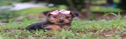 Yorkshire Terrier dogs for sale: Lola - Ad 1