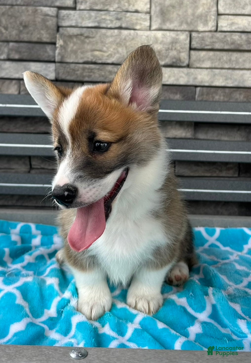 Welsh Corgi Pembroke dogs Johnny Welsh Corgi Pembroke Puppy  - Ad 2