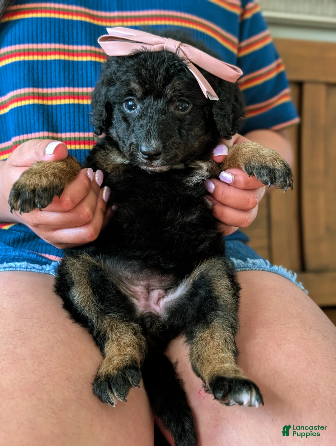 Mixed Breed dogs for sale: JADE - Ad 1