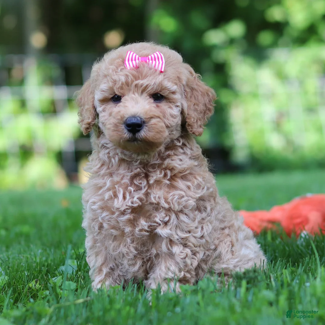 Mini Goldendoodle dogs for sale: Daisy - Ad 2