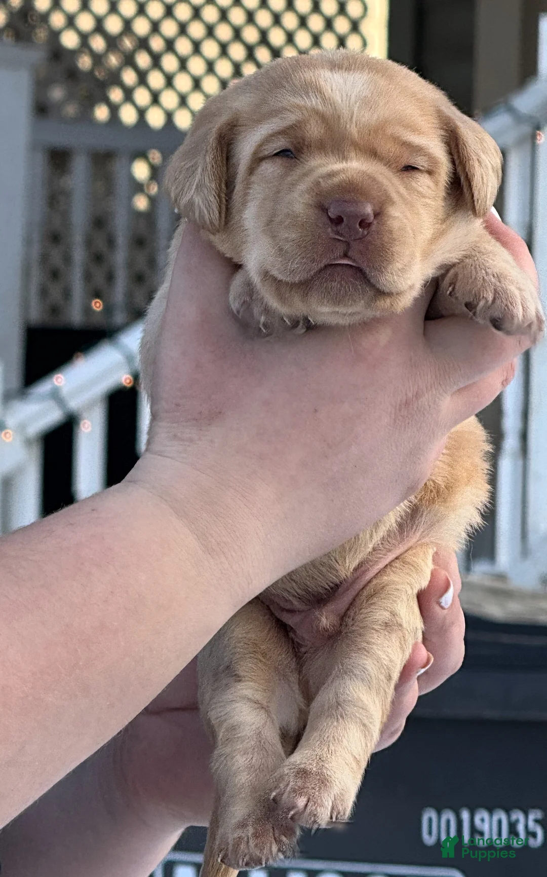 Labrador Retriever dogs for sale: Labrador Retriever Puppy 2 - Ad 21