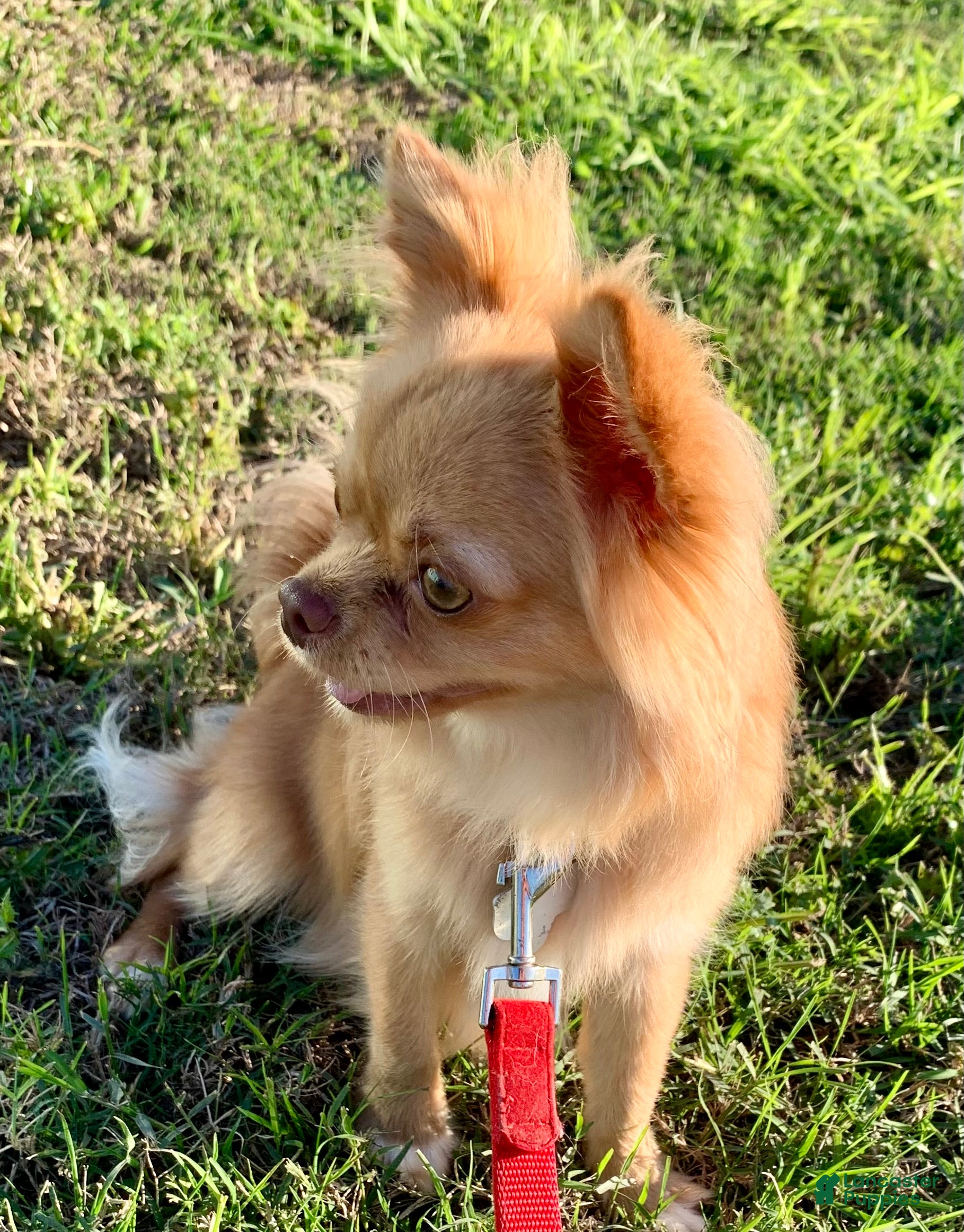 Chihuahua dogs for sale: Hercules  - Ad 2