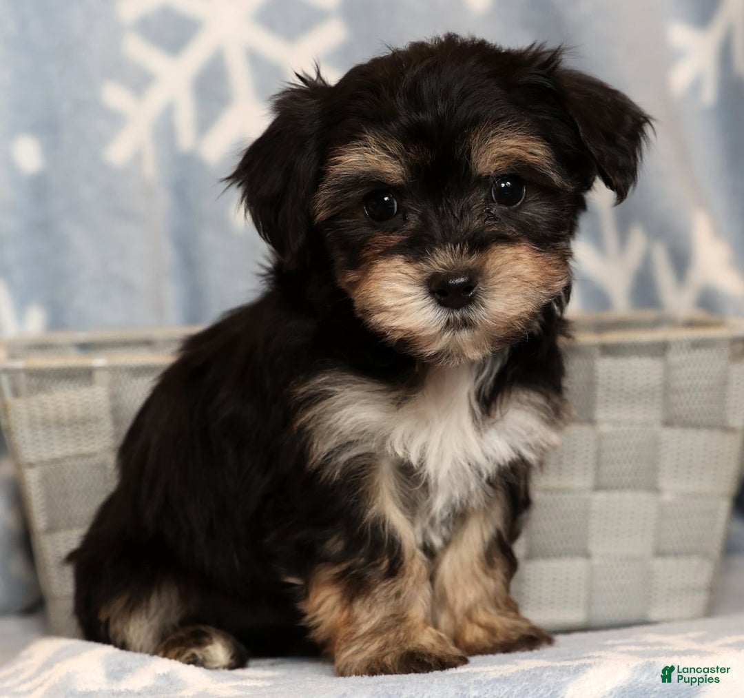 Yochon dogs for sale: Bella - Ad 1