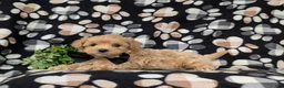 Maltipoo dogs for sale: Ryce 6 lbs Full Grown - Ad 4