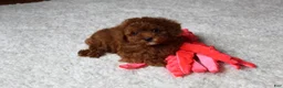 Toy Poodle dogs for sale: Maxwell - Ad 13