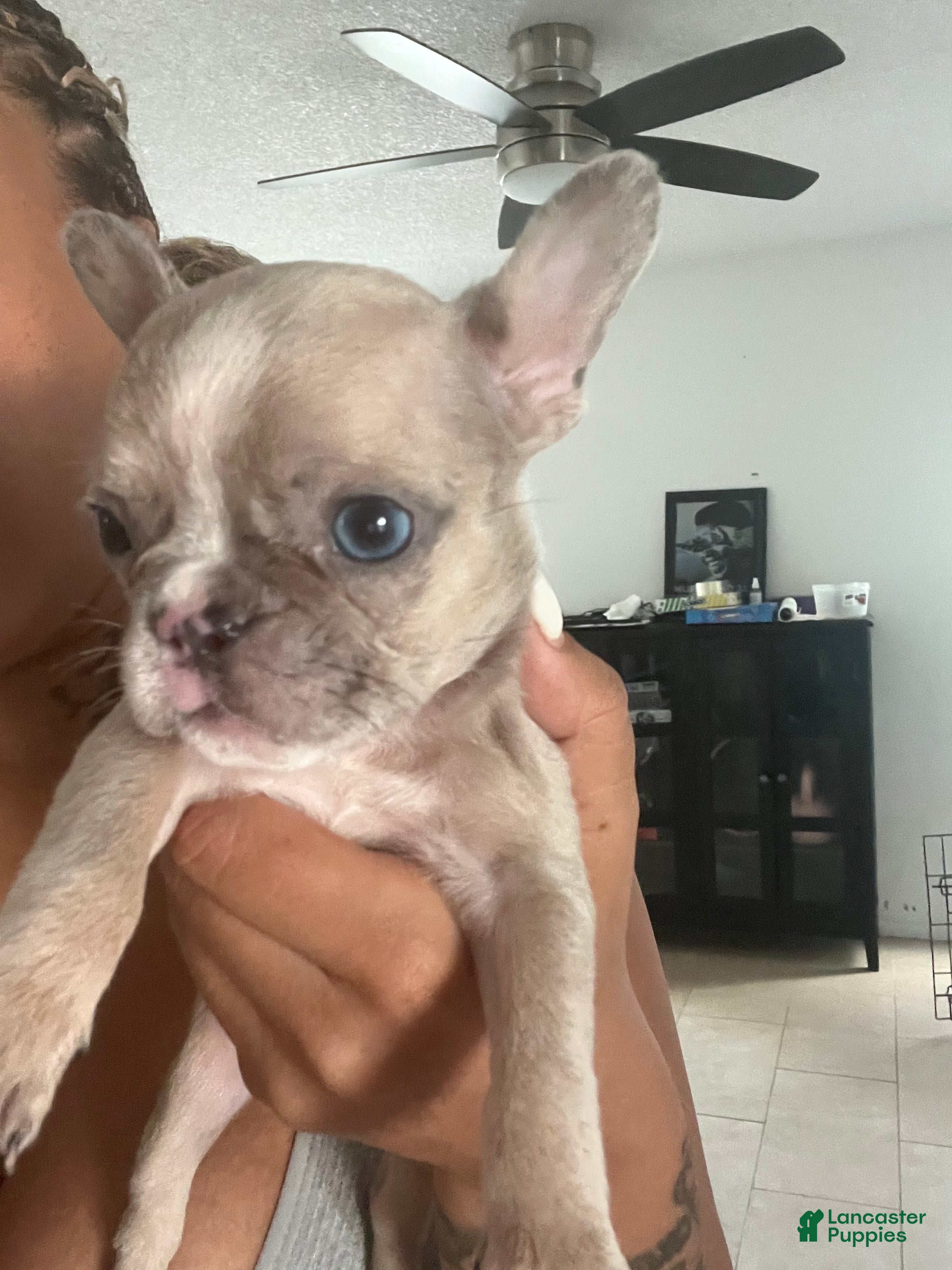 French Bulldog dogs French Bulldog 5 - Ad 38