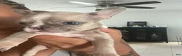 French Bulldog dogs for sale: French Bulldog 5 - Ad 1
