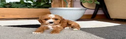 Cavapoo dogs for sale: Cavapoo female pup 2 - Ad 5