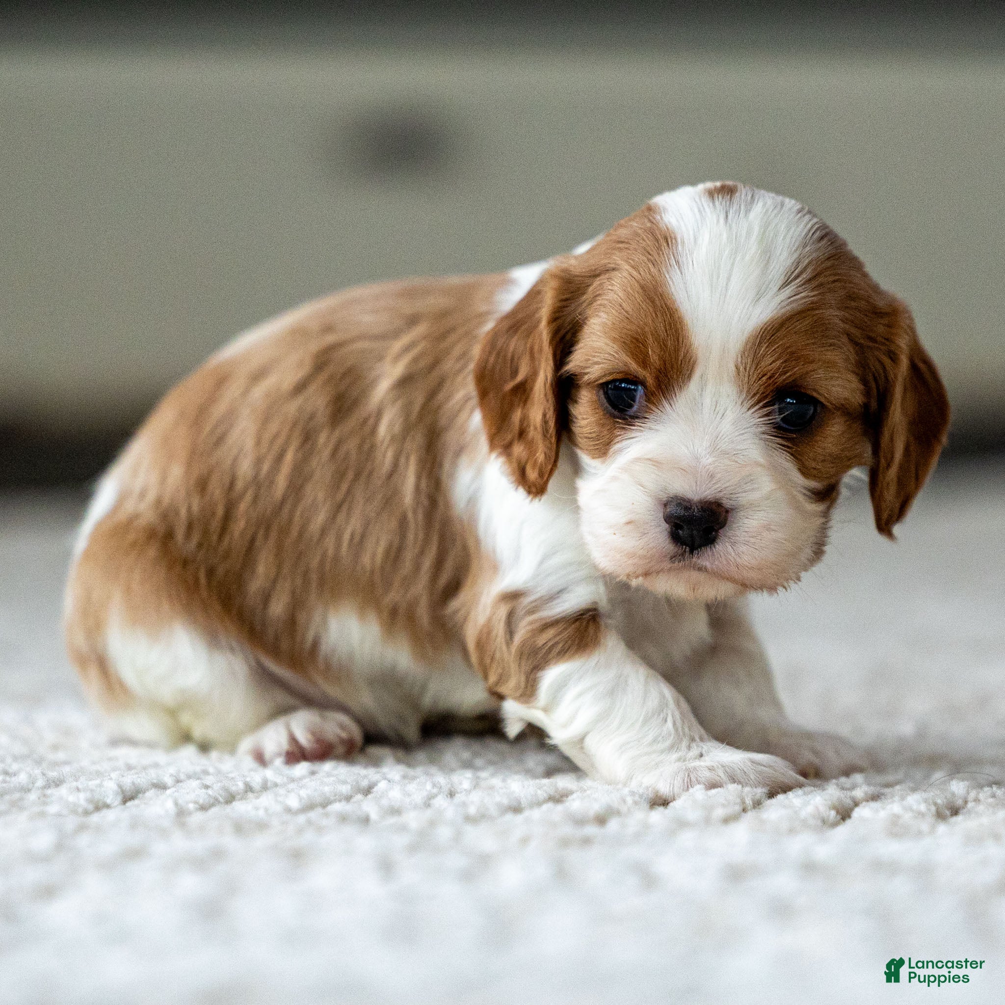 Cavalier King Charles Spaniel dogs for sale: Willow the Cavalier King Charles Spaniel - Ad 1