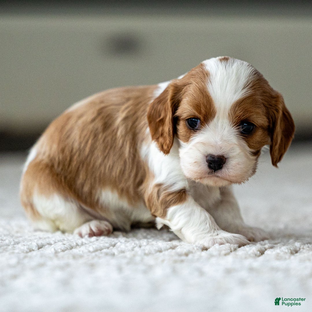 Cavalier King Charles Spaniel dogs for sale: Willow the Cavalier King Charles Spaniel - Ad 1