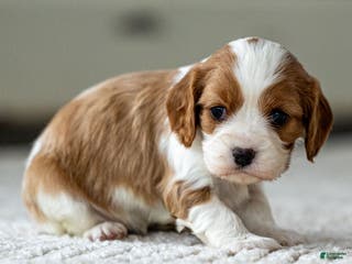 Cavalier King Charles Spaniel dogs Willow the Cavalier King Charles Spaniel - Ad 35